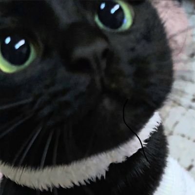Kidcatさんのプロフィール画像