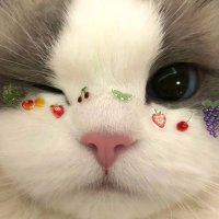 ‧˳ 𐙚 ฟอโอะ 👀 V.2 (จัมโบ้เหมียวเร้ก🐶🐱) (@fo4r_0809) 's Twitter Profile