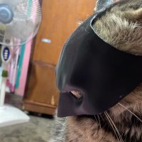 Thong (@mokdify) 's Twitter Profile