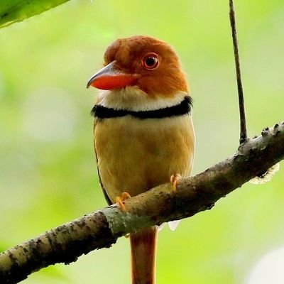 aguiar624's profile picture. O dever chama