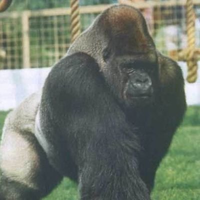 C34Z726's profile picture. 🦍
