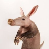 Ding Dong the Aardvark (@qenginnow) 's Twitter Profile