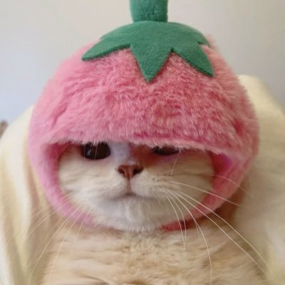 sentikats's profile picture. vct lol esports and foolish & tina