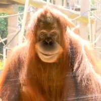 ˢᶜᶜᵖ Luvas (@monkeydluv) 's Twitter Profile