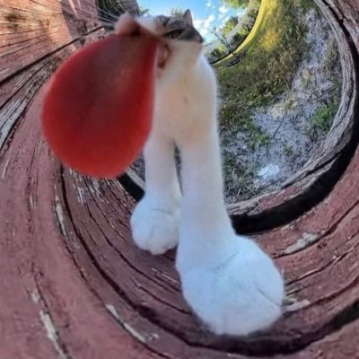 allucaneatass's profile picture. Just another pawn in a larger scheme. MN 🏳️‍⚧️🇵🇸