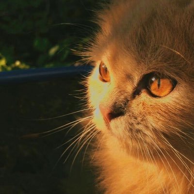 sh_48_'s profile picture. ﮼ولسوف ﮼يعطيك ﮼ربك ﮼فترضى 🤍🕊