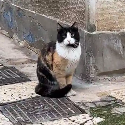 cenk1099337's profile picture. 