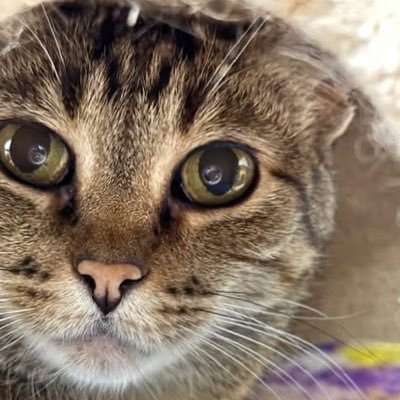 MellyCatFH's profile picture. It's me, Mama Melly! My account can be used by colleagues to post my glamour shots and other Frontier House information!