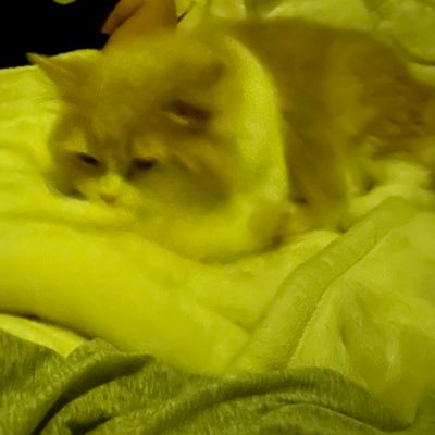 rikuty___'s profile picture. 