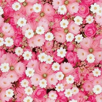 PinkFl0wers_'s profile picture. Polímata 🌼 Diletante 🌺 Bibliófila 🪷 Naturalista. 'Si no puedes ser insustituible, hazte inolvidable'.