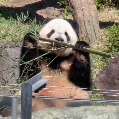 ryo_taromo's profile picture. 推し活のためのアカウント。成人済みです。永久鍵垢。
推し活について→https://t.co/xgVzrA9Irp