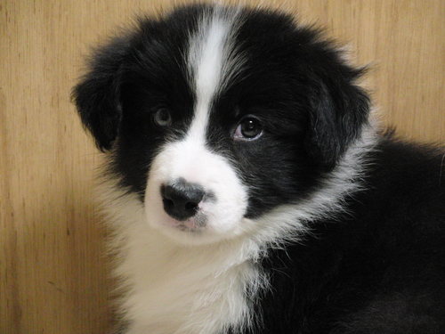 maverick5938's profile picture. 正しい歴史を学ぼう。祝祭日には日の丸を掲げよう。
無言フォローお許し下さい。フォローバックできなくてすみません。
日本保守党党員