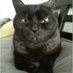 gatodeldemonio (@gatodeldem99453) Twitter profile photo