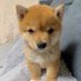 dogmaxxing (@dogmaxxingcoin) Twitter profile photo dogmaxxing (@dogmaxxingcoin) Twitter profile photo