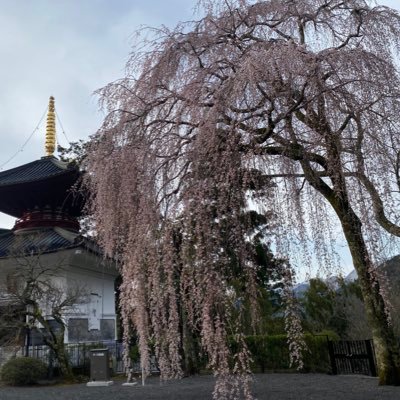 l3lThpCTWE65394's profile picture. 