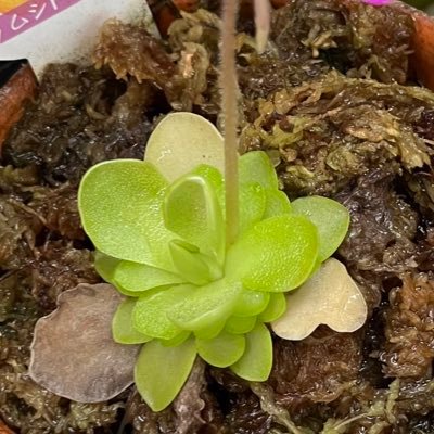 殆どリツイート！ でもたまに呟いたり、写真を載っけたり。