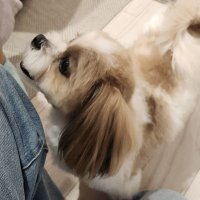 もっち (@0v0_ohanachan) 's Twitter Profile