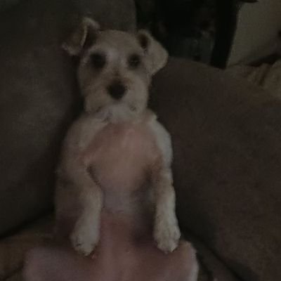 @shaydog717