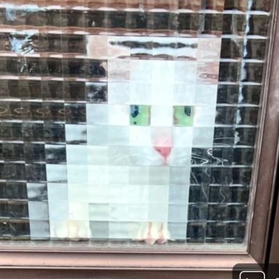 しろねこさんのプロフィール画像