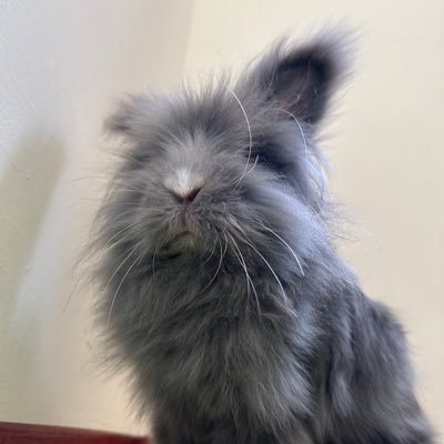 irene5011534's profile picture. ウサギ暮らし 台湾独立 HQ OOR