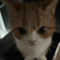sea salt latte (@bluemindednesss) 's Twitter Profile