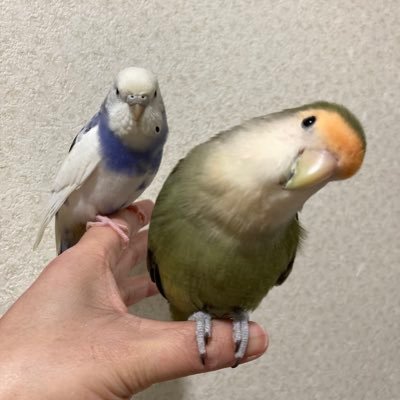 akn12141's profile picture. 配信見るの好きPUBG✧︎R6s✧︎DbD✧︎APEX◇バロラント◇Minecraft ✩.*˚L'Arc~en~Ciel✩.*˚BUMP OF CHICKEN✩.*˚セブチ✩.*˚インコ✩.*˚