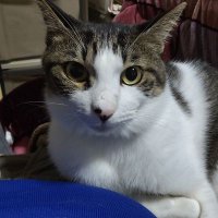 としお (@t1srntemgc42690) 's Twitter Profile