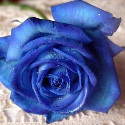 Rose Elvy
