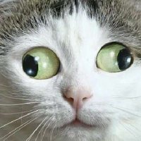 JAV expert (@friendly_shoe) 's Twitter Profile