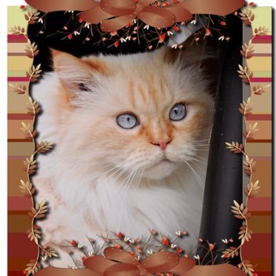 Manitoban, Married, Cancer and “Covid” survivor, freedom advocate, feral cat rescuer, photographer, believing in “live and let live.”
