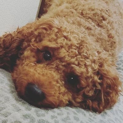 k_0401_m's profile picture. 子宮頸癌ステージIIIc₁期。2024年4月に子宮頸癌と診断され5月に広汎子宮全摘出術。術後リンパ節転移が発覚し2024年6月下旬～8月上旬 入院にて抗癌剤と放射線療法。2024年2月に指定難病である潰瘍性大腸炎と診断された旦那と共に最期まで諦めず頑張ります💪