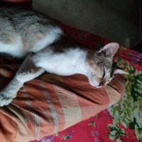 Srs774489 (@srs77448947519) 's Twitter Profile