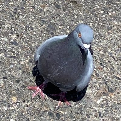 サキーカさんのプロフィール画像