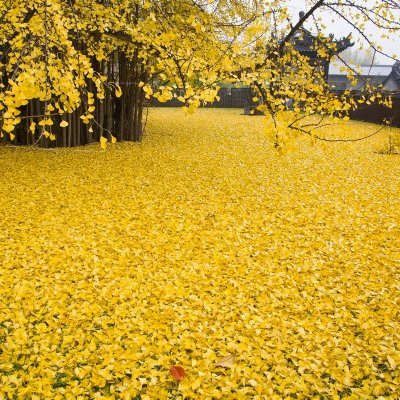 YAsqarzade91788's profile picture. 