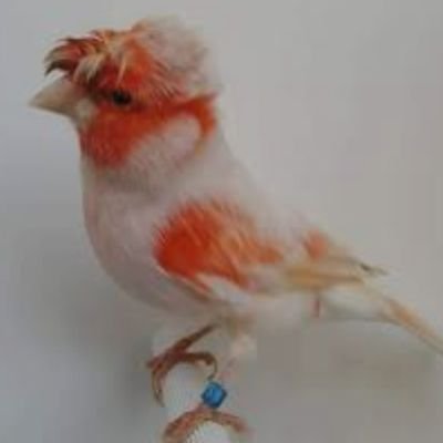 bakhti715088's profile picture.