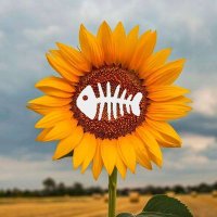Sunny_Fishh_ (@_sunny_f) 's Twitter Profile