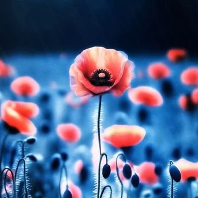 Nishantjadaun06's profile picture. Student, who started study for for self change