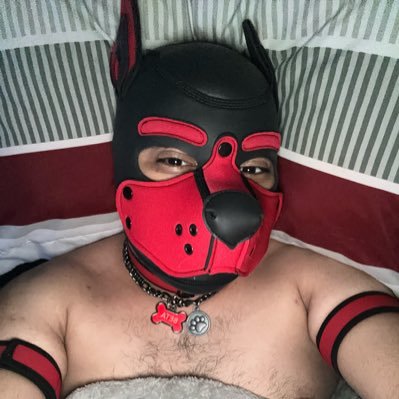 Pup that wants to meet fellow pups. Love movies, play video games, Big Lucifer, Power Rangers, Harry Potter/Hunger Games, Pokémon/Steven Universe fan