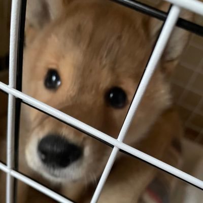 統合失調症 秋田大好き垢女子 😃25.2.5柴犬カイ♂🥹🥹秋田の皆様、犬世界の皆様よろしくです☺️☺️FF14ヒカセンです!親父と釣りとかもします🎣 ALFEE大好き!エロ垢お断り❌ 犬垢ソッコーフォロー失礼します! 彼氏います
