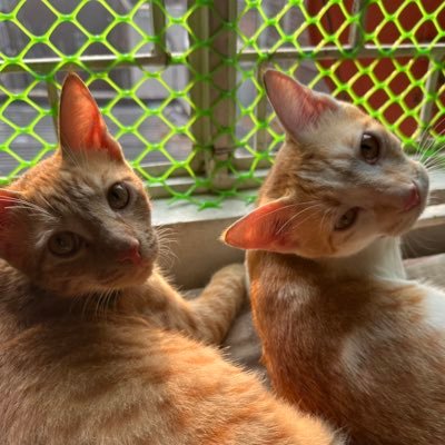 MonsieurGhosh's profile picture. Pasta eater by profession, linguaphile by avocation | Cinema nerd | Pink Floyd fan | Revere Gandhi | Egalitarian | Atheist | Cat dad to Bella and Buttercup |