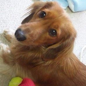 犬一匹ヒト一人で暮らす私よ私、タカムラです。とっくに成人済、水瓶座O型、わだまさなりとカミシモとリアフェと刀ステと長谷部を与えておけば大体ゴキゲン。2025年もよろぴこ。ツイッター上での交流はほぼしないよ&フォロー返しとリプライへのお返事も基本しないよ(ごめんよ)(ありがとう)。適当に眺めといておくれ。