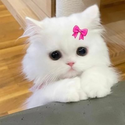 PUBG🐱 ᕱ⑅ᕱ 21歳🐈________基本フォロバします❗️ @フォロワーの全女子😺友 🐉 @FPSLichto
