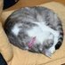 猫好きさん🐱 (@catfr2290) Twitter profile photo 猫好きさん🐱 (@catfr2290) Twitter profile photo