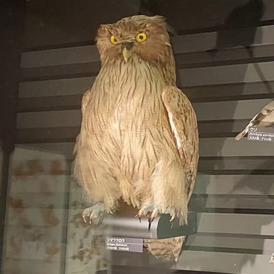 東京出身だけど博多🍜から北海道コンサドーレ札幌を応援している元札幌市民のJリーグ好き転勤族です🦉Jリーグ自体が好きなので他チーム試合も結構観に行きます✋
#Jリーグ好き/consadole仲間をつくりたい#関東中心にたまに遠征もします✈️
無言フォロー失礼します🙇♂️