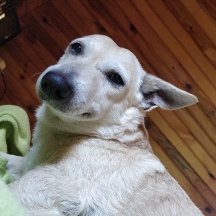 Tine_Loup's profile picture. 