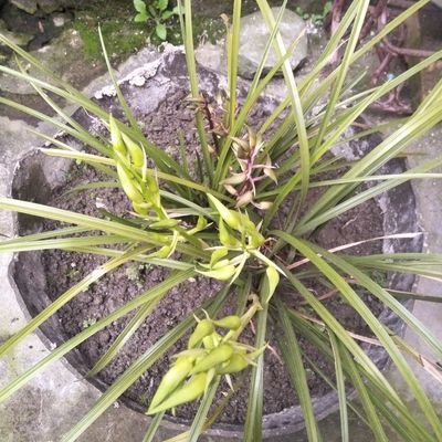 MiMoMULm's profile picture. 