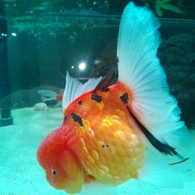 toshinbor's profile picture. 