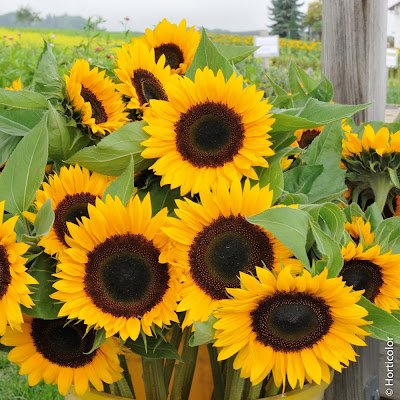 PlofonrA's profile picture. disponible