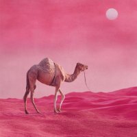 صقر المِقدام🇦🇪 (@sqr_risingae) 's Twitter Profile Photo صقر المِقدام🇦🇪 (@sqr_risingae) 's Twitter Profile Photo