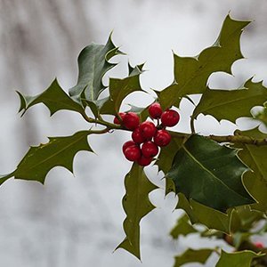 E-commerce Plant Retailer - Check out our store at https://t.co/ryhGv8g8nY and place your order. We hope you love our plants as much as we do!